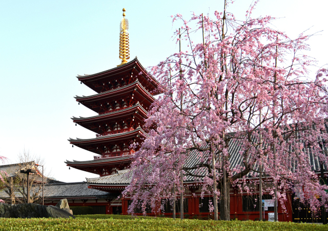 春が来た！　　　東京・浅草寺
